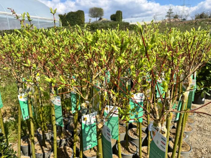 Salix ‘Hakuro Nishiki’ 110 C3 [4]