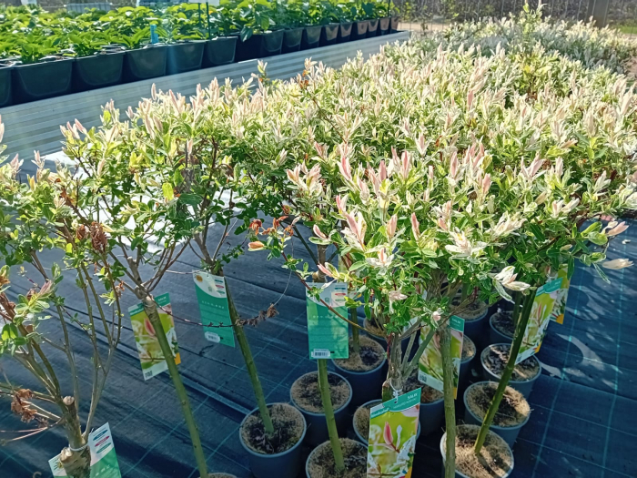 Salix Hakuro Nishiki 120 cm [2]