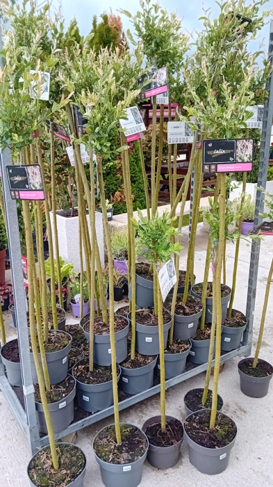 Salix Hakuro Nishiki 120 cm [1]