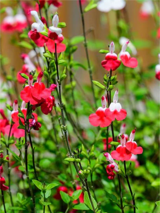 Salvia Hot Lips [1]