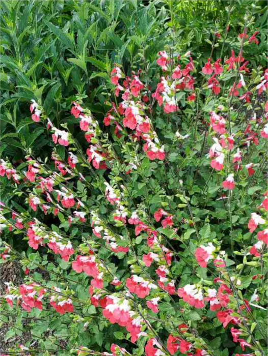 Salvia Hot Lips [2]