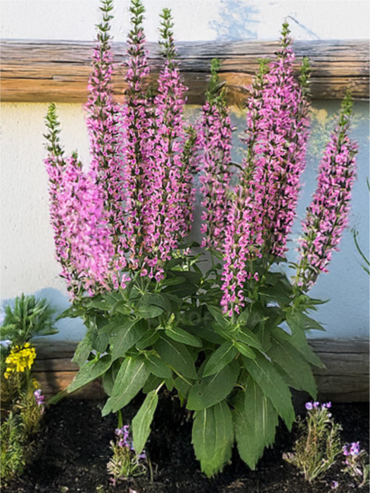 Salvia Pink Rianne [1]