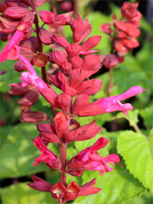 Salvia Rockin’ Red Flamingo [1]