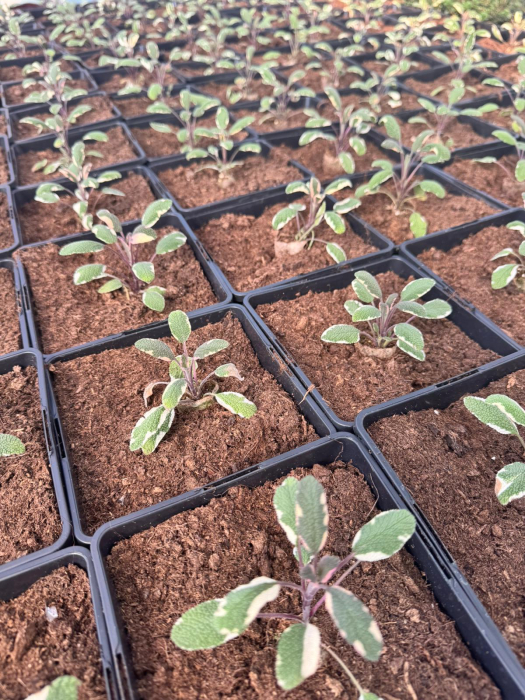 Salvia ‘Tricolor’ C2 este o plantă aromatică decorativă [2]