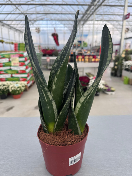 Sansevieria mix 12cm – plantă suculentă decorativă [2]