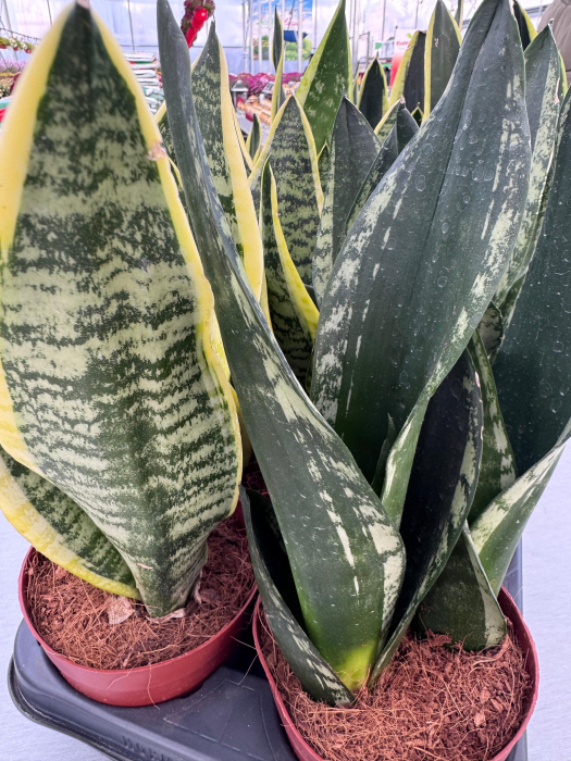 Sansevieria mix 12cm – plantă suculentă decorativă [3]
