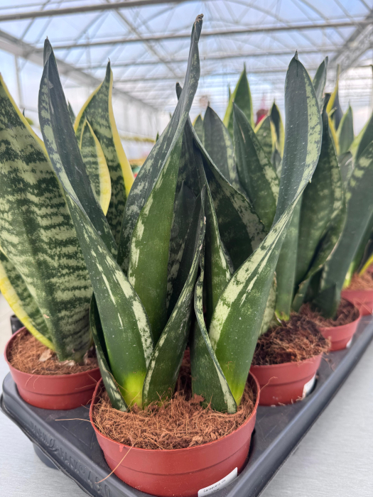 Sansevieria mix 12cm – plantă suculentă decorativă [1]