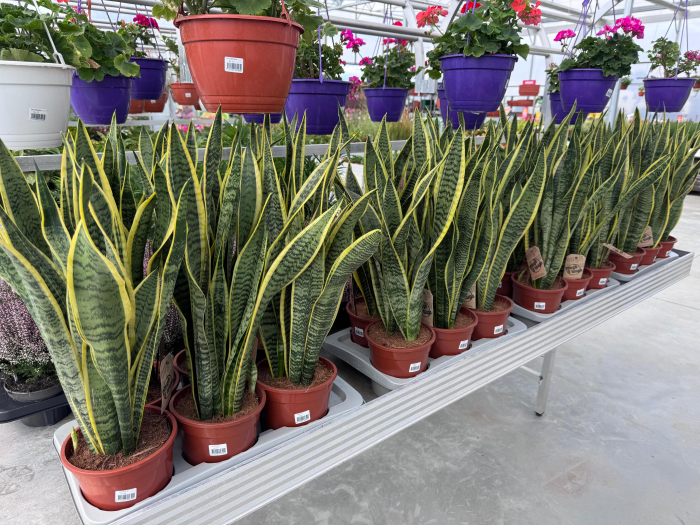 Sansevieria laurentii [2]