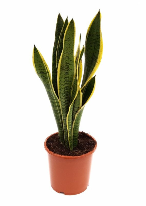 Sansevieria laurentii [1]
