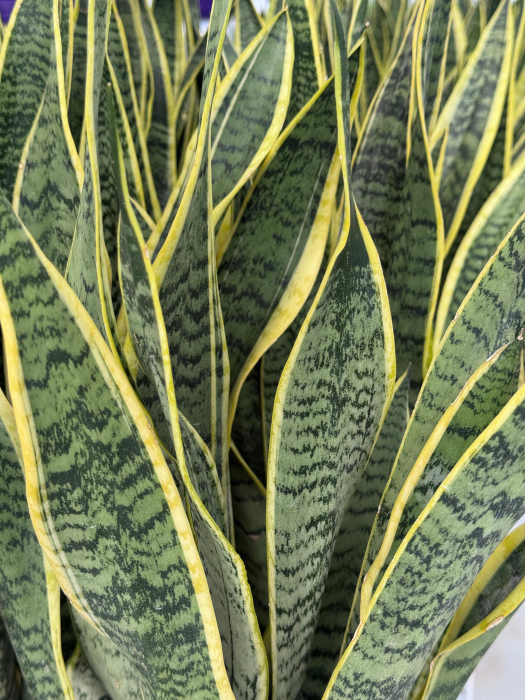 Sansevieria laurentii [3]