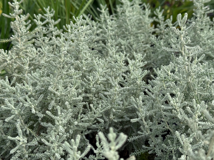 Santolina chamaecyparissus – C1.5 [5]