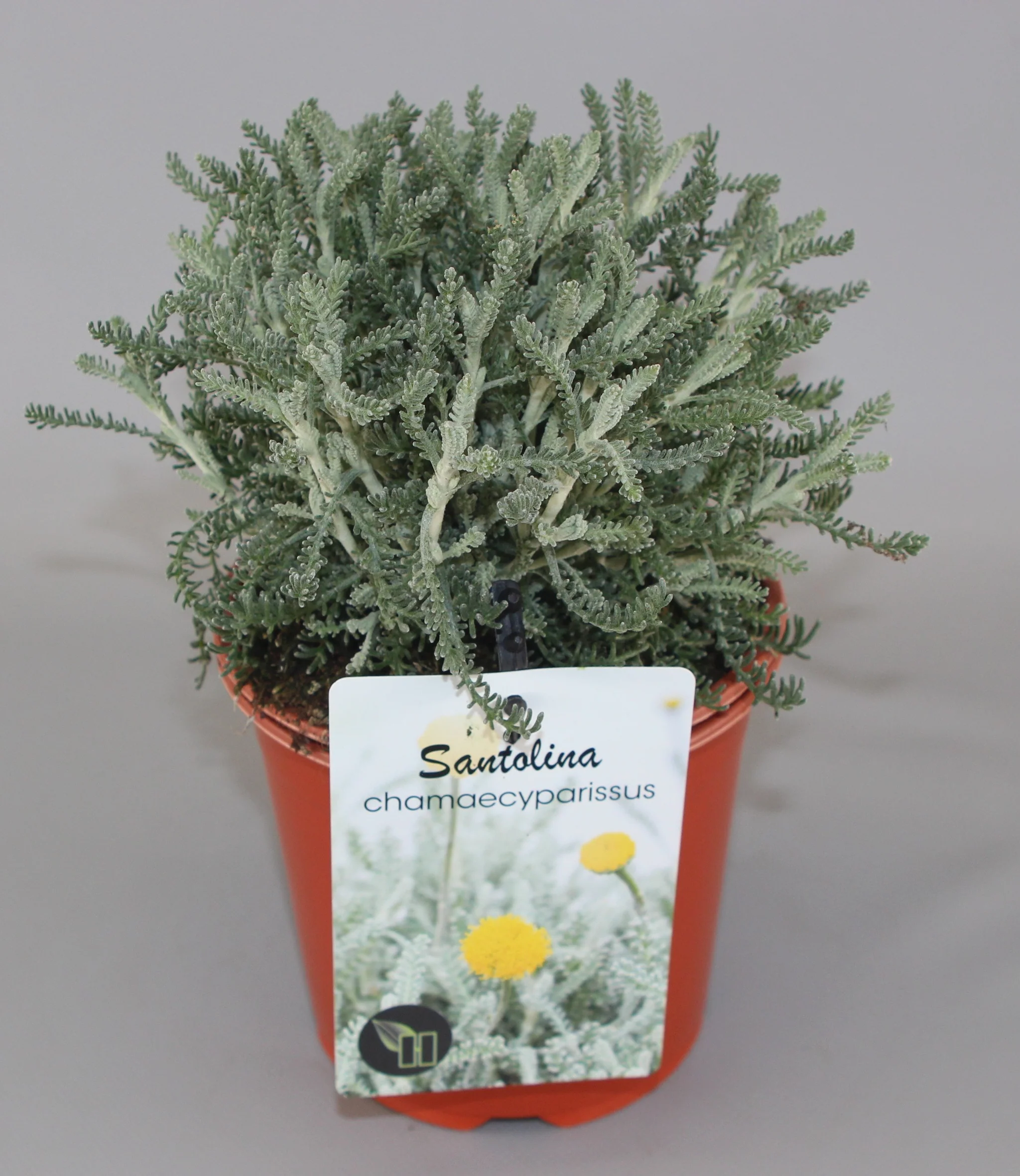Santolina chamaecyparissus – C1.5 [4]