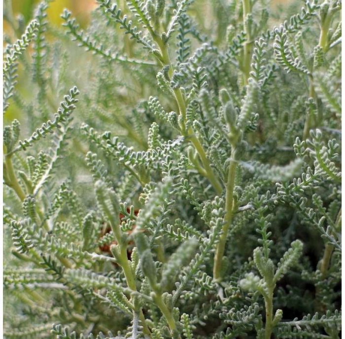 Santolina chamaecyparissus – C1.5 [3]