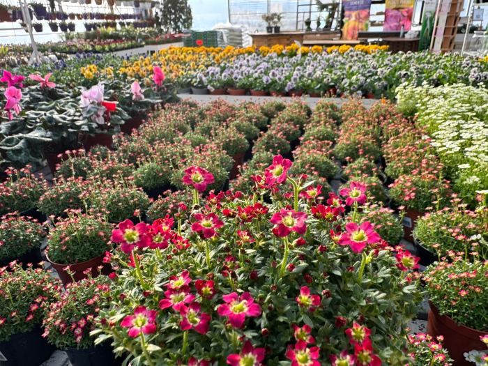 Saxifraga Scenic Red – P12 [2]