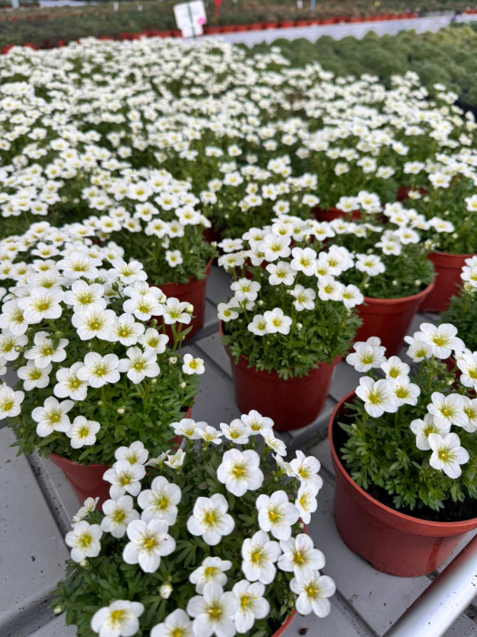 Saxifraga Scenic White, în ghiveci P12 [3]