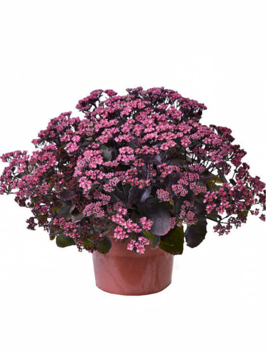 Sedum Globe Purple [2]