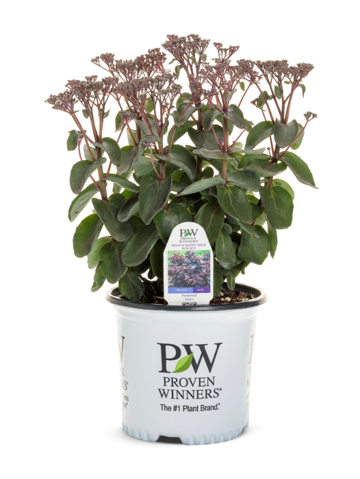 Sedum Rock ‘N Grow Back in Black [2]