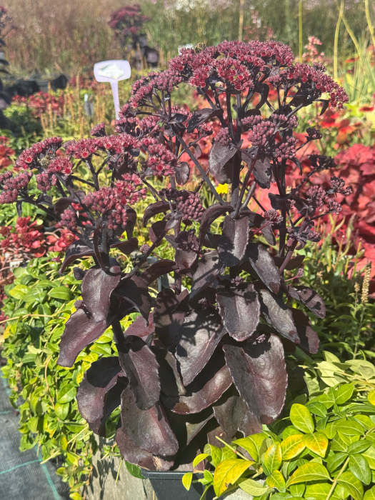 Sedum Rock ‘N Grow Back in Black [3]