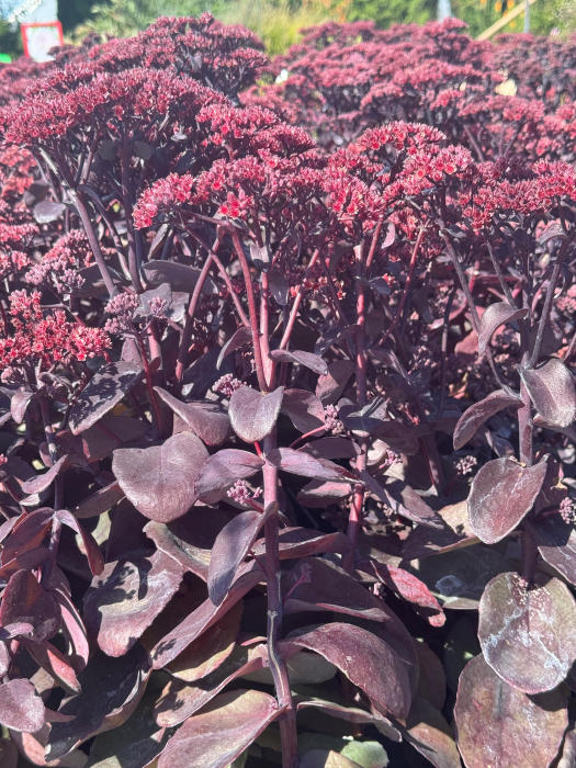 Sedum Rock ‘N Grow Back in Black [4]