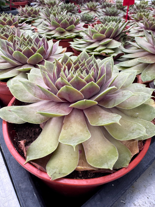 SEMPERVIVUM BigSam Pink Pomelo [3]