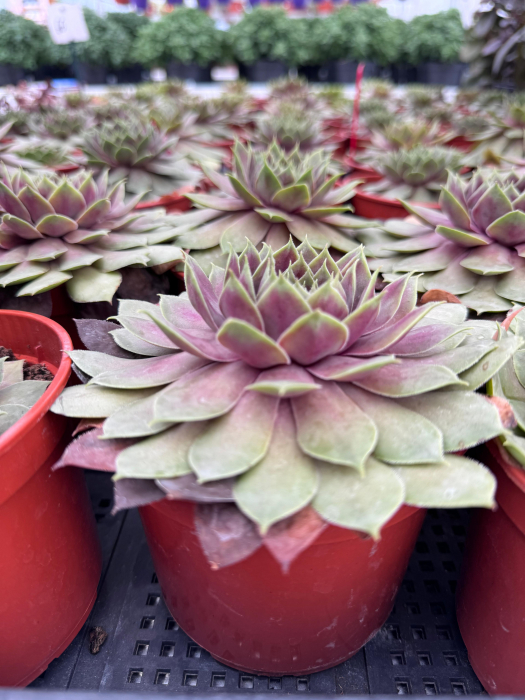 SEMPERVIVUM BigSam Pink Pomelo [1]