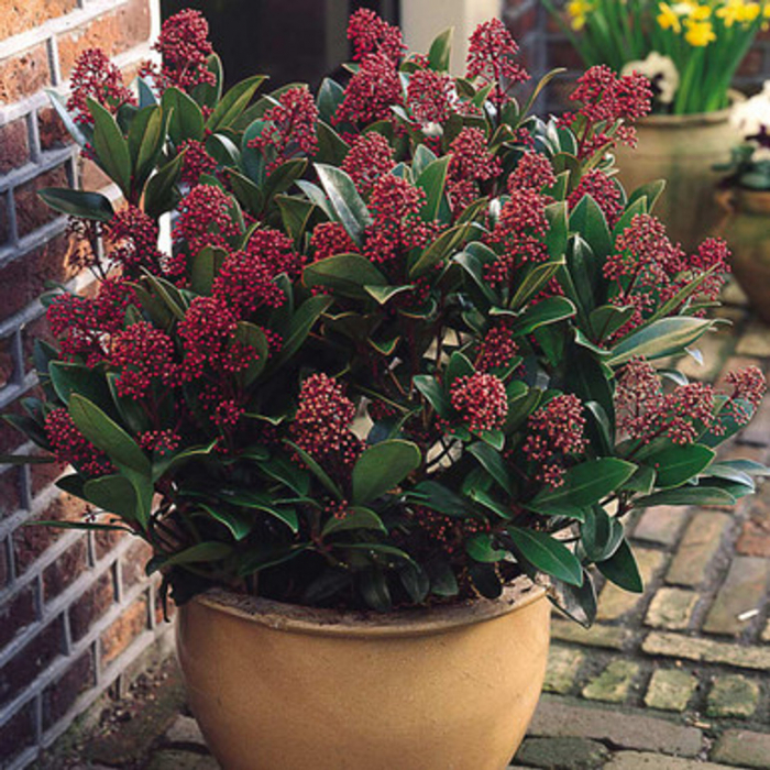 Skimmia japonica Mix [2]