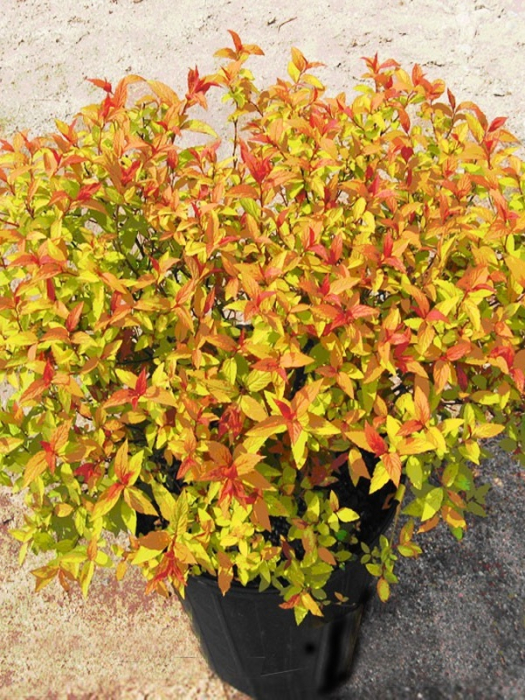 Spiraea japonica Lagen Mix [1]