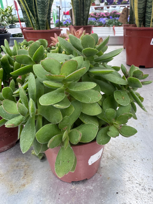 Succulenten mix P12 [4]