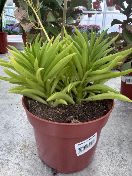 Succulenten mix P12 [1]