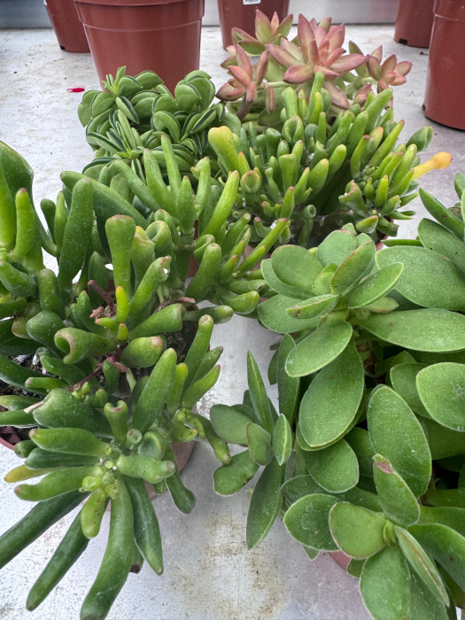 Succulenten mix P12 [5]