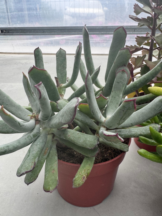 Succulenten mix p12 [3]