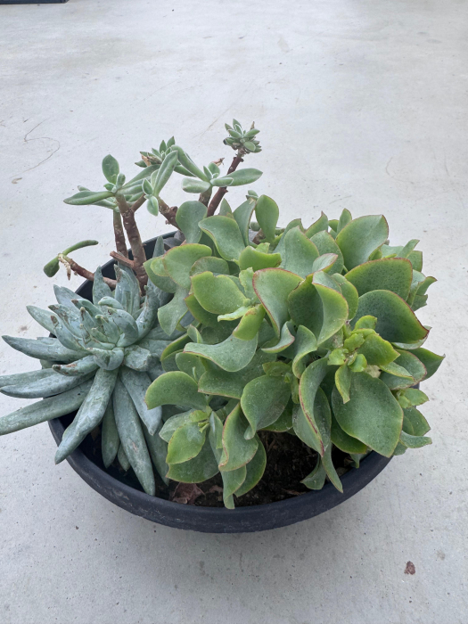 Mix plante suculente ghiveci 27cm [2]