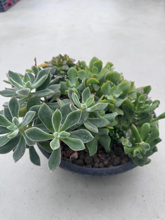 Mix plante suculente ghiveci 27cm [4]
