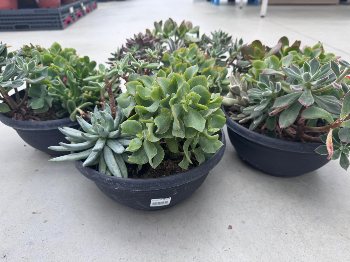 Mix plante suculente ghiveci 27cm [3]