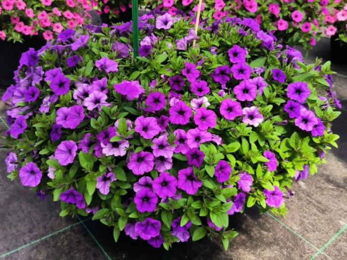 Supertunia Mini Vista Blue Violet în ghiveci C5 [4]