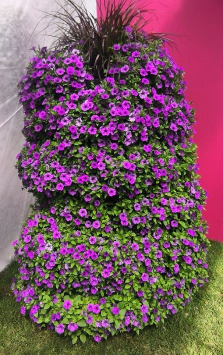 Supertunia Mini Vista Blue Violet în ghiveci C5 [3]