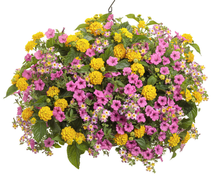 Supertunia Mini Vista Hot Pink în ghiveci C5 [5]