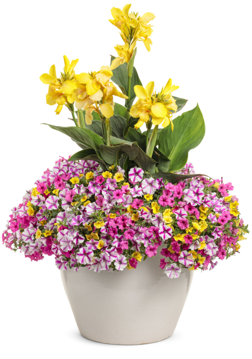 Supertunia Mini Vista Hot Pink în ghiveci C5 [6]