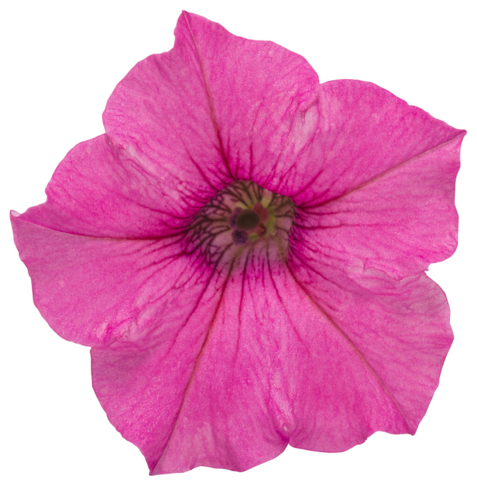 Supertunia Mini Vista Hot Pink în ghiveci C5 [7]