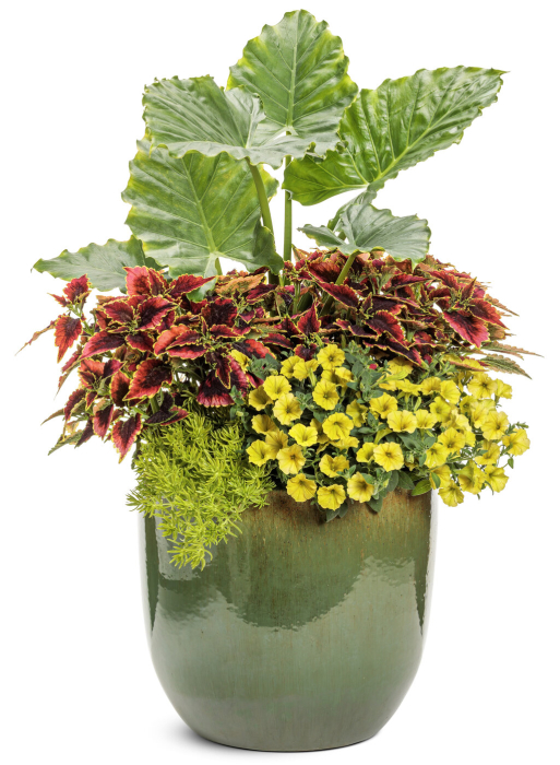 Supertunia Mini Vista Yellow în ghiveci C5 [7]