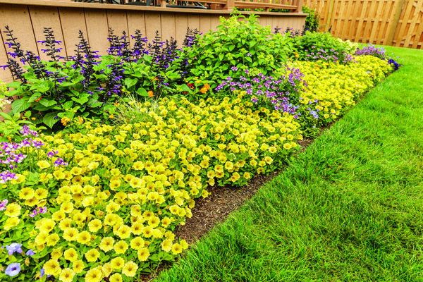 Supertunia Mini Vista Yellow în ghiveci C5 [4]