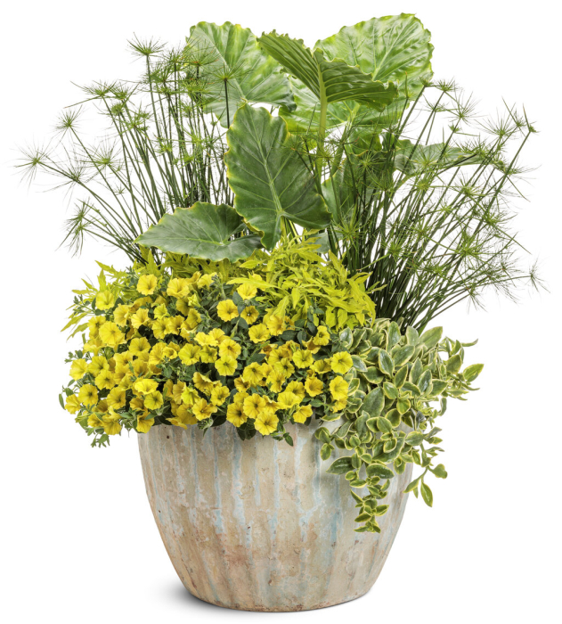 Supertunia Mini Vista Yellow în ghiveci C5 [3]