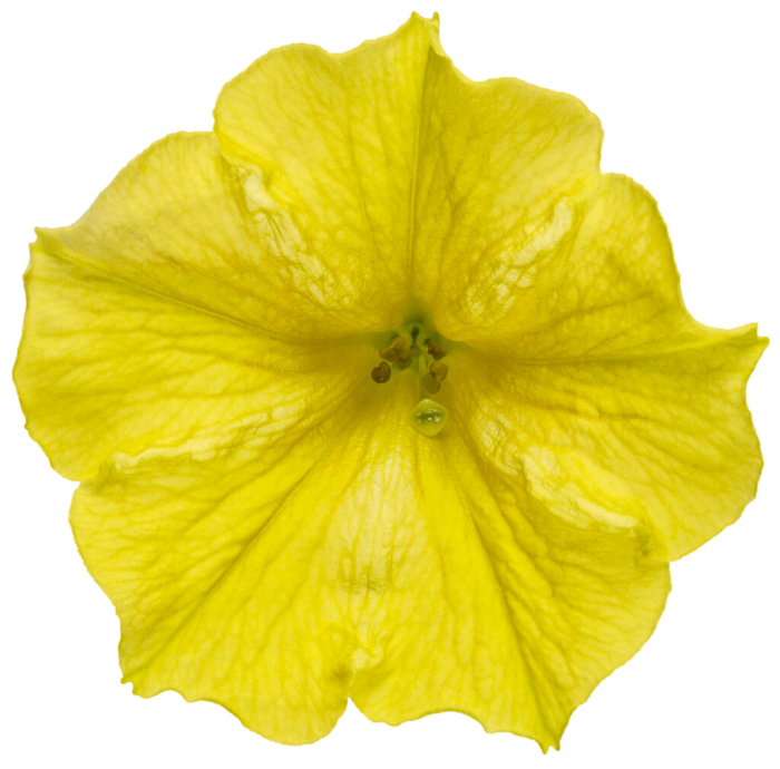 Supertunia Mini Vista Yellow în ghiveci C5 [5]