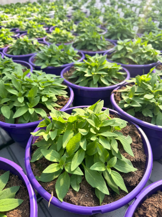 Supertunia Vista Bubblegum în ghiveci C5 [2]