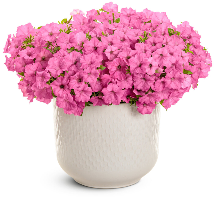 Supertunia Vista Bubblegum în ghiveci C5 [4]