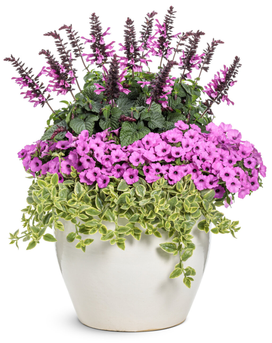 Supertunia Vista Jazzberry în ghiveci C5 [4]