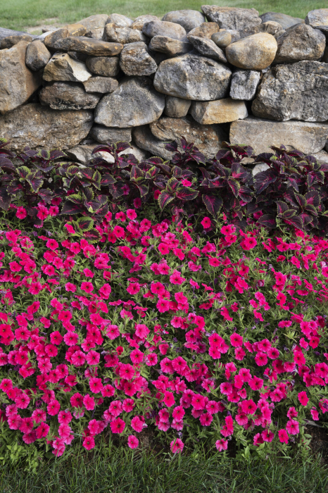 Supertunia Vista Paradise în ghiveci C5 [3]