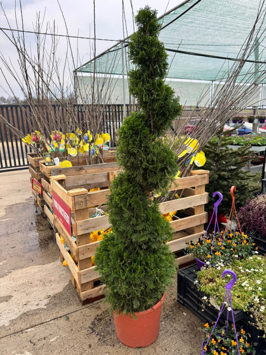 Thuja occ. Smaragd spirală 140–160 cm: conifer ornamental [2]
