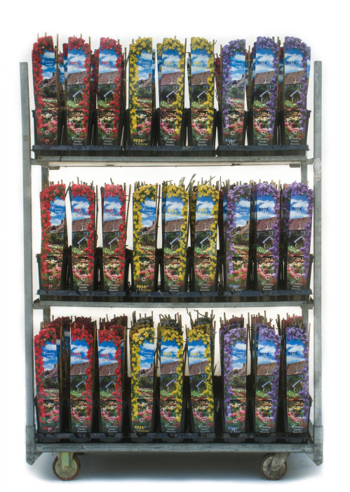 Trandafiri ‘Climbing Garden Beauty’ – disponibili în diverse culori [11]