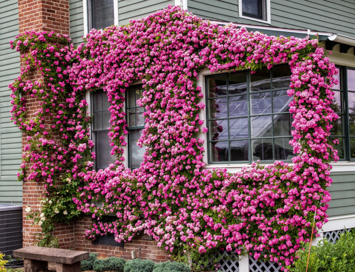 Trandafiri ‘Climbing Garden Beauty’ – disponibili în diverse culori [8]